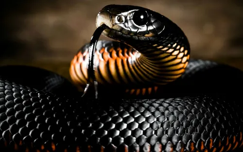 Змея Обои на телефон змея с желто-черной полосатой головой