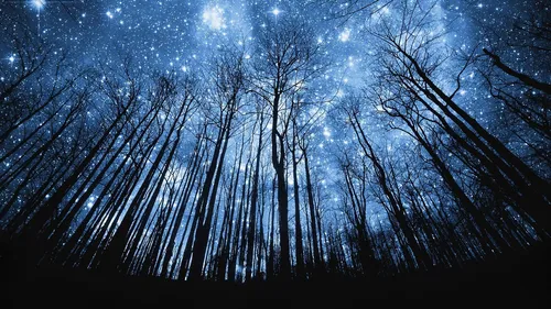 Звездное Небо Обои на телефон группа деревьев