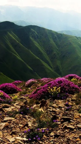 Армения Обои на телефон скалистый склон с цветами и долина внизу