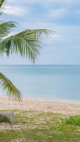 Море Пляж Обои на телефон пляж с пальмами и водой