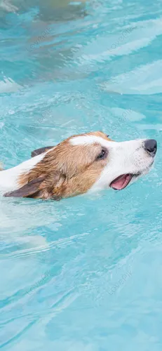 Собака Обои на телефон собака плавает в воде