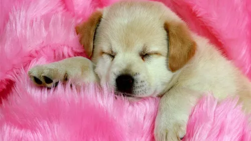 Собака Обои на телефон щенок спит на розовом одеяле
