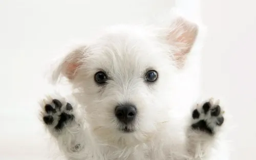 Собака Обои на телефон белый щенок с черными глазами