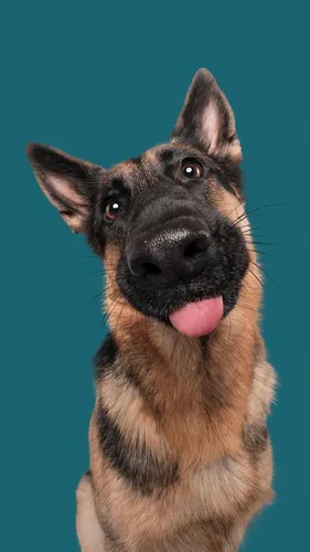 Собака Обои на телефон собака высунула язык
