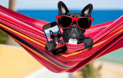 Собака Обои на телефон собака в солнцезащитных очках