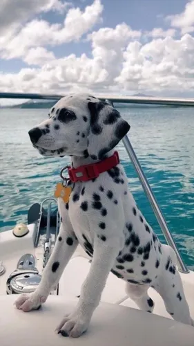 Собака Обои на телефон собака, сидящая на лодке