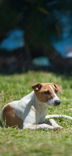 Собака Обои на телефон собака, лежащая в траве