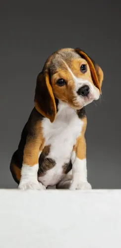 Собака Обои на телефон бело-коричневый щенок