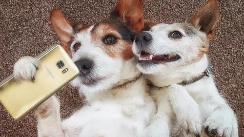 Собака Обои на телефон две собаки лежат на земле