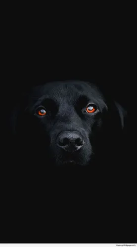 Собака Обои на телефон черная собака с оранжевыми глазами