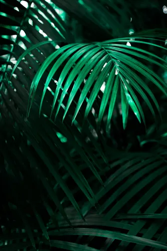 Тропические Листья Обои на телефон крупным планом некоторых листьев