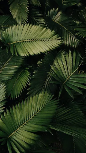 Тропические Листья Обои на телефон группа пальм