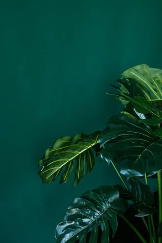 Тропические Листья Обои на телефон фото для телефона