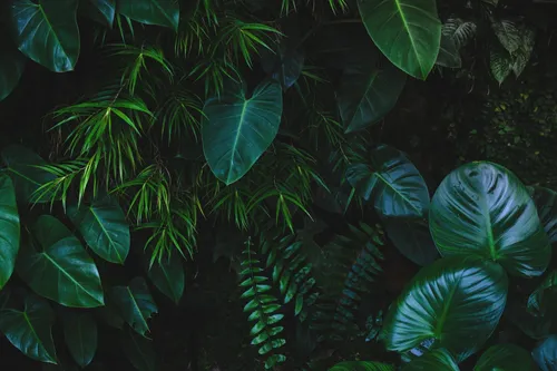 Тропические Листья Обои на телефон группа зеленых растений