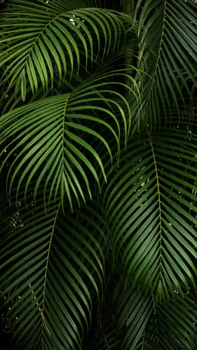 Тропические Листья Обои на телефон крупный план завода
