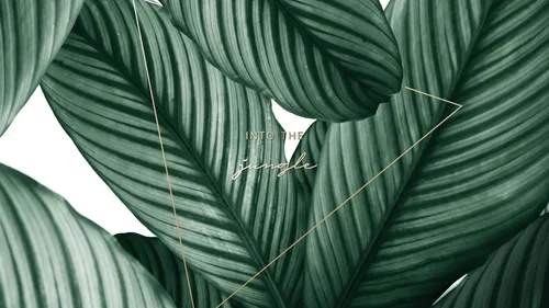 Тропические Листья Обои на телефон лист крупным планом