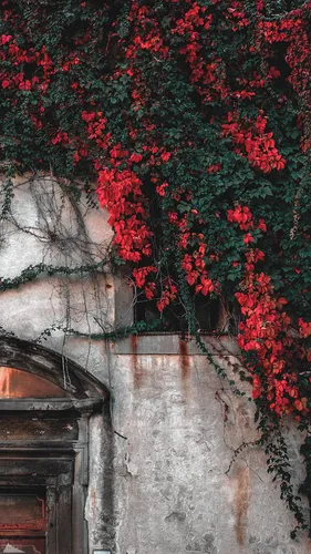 Италия Обои на телефон дерево с красными цветами
