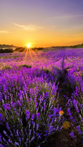 Лаванда Обои на телефон цветочное поле с закатом солнца на заднем плане