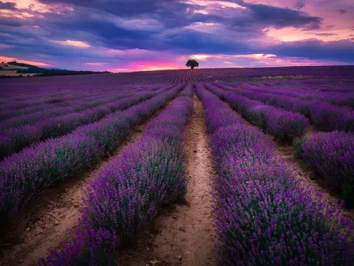 Лаванда Обои на телефон грунтовая дорога через поле фиолетовых цветов