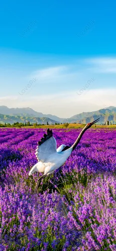 Лаванда Обои на телефон птица в поле фиолетовых цветов