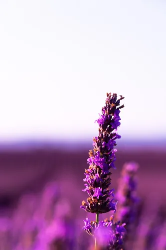 Лаванда Обои на телефон крупный план фиолетового цветка