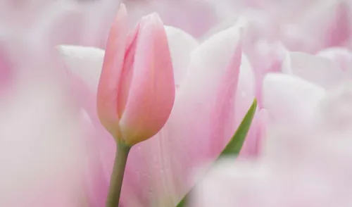 Нежные Цветы Обои на телефон крупный план розового цветка