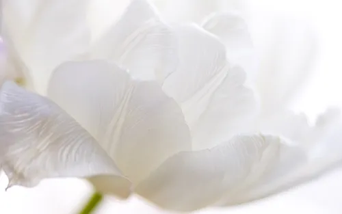 Нежные Цветы Обои на телефон крупный план белого цветка
