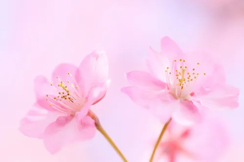 Нежные Цветы Обои на телефон крупным планом розовые цветы