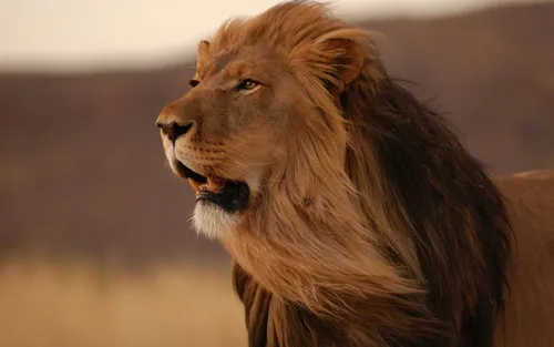 Король Лев Обои на телефон лев с открытым ртом