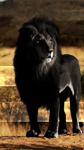Король Лев Обои на телефон черный лев стоит