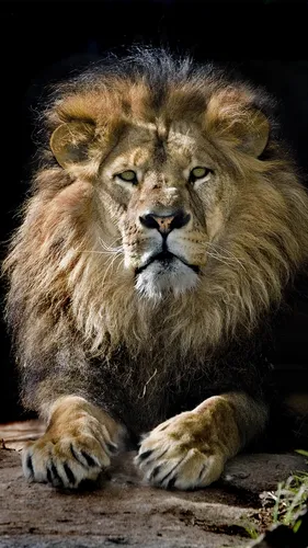 Король Лев Обои на телефон лев лежа