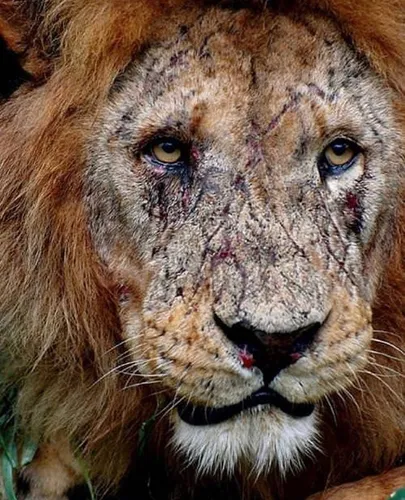 Мари Лоренсен, Король Лев Обои на телефон лев с окровавленным лицом