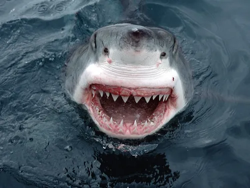 Акулы Обои на телефон акула с открытым ртом