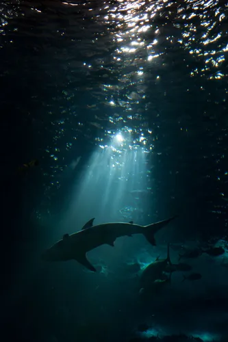 Акулы Обои на телефон акула плавает под галактикой