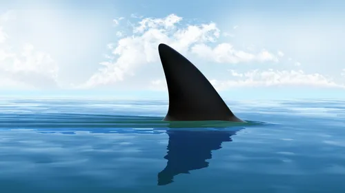 Акулы Обои на телефон черная лодка на воде