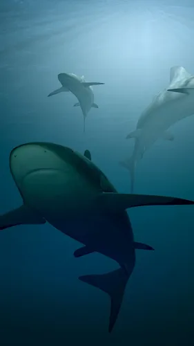 Акулы Обои на телефон группа акул плавает