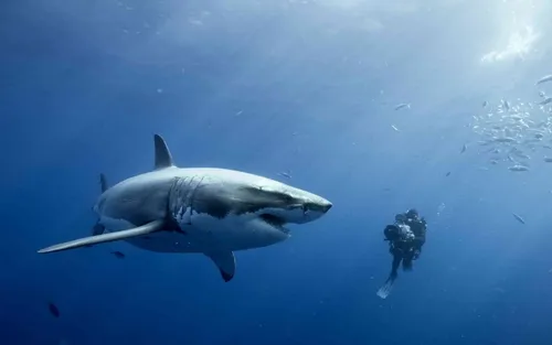 Акулы Обои на телефон человек, занимающийся подводным плаванием с акулой