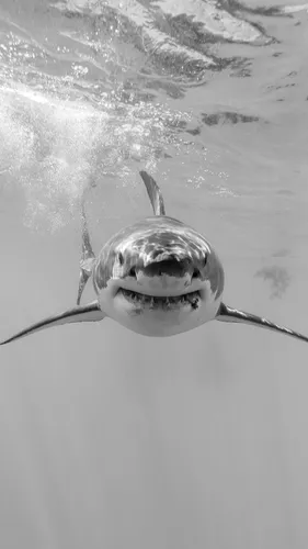 Акулы Обои на телефон акула плавает в воде
