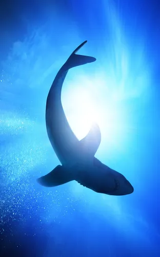 Акулы Обои на телефон плавание кита под водой