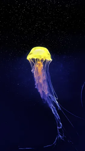 Анимированные Обои на телефон медуза в космосе