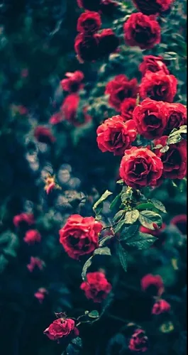 Красивые Цветы Обои на телефон куст красных цветов