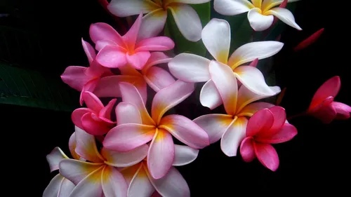 Красивые Цветы Обои на телефон группа розовых и белых цветов