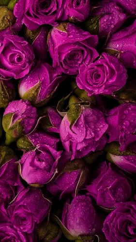 Красивые Цветы Обои на телефон группа фиолетовых цветов