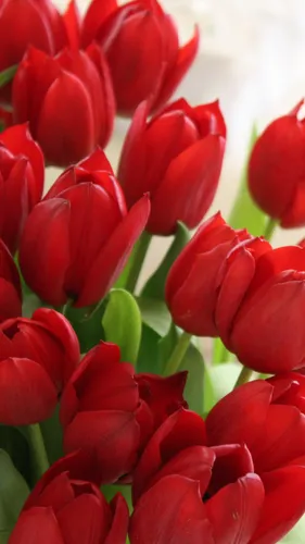 Красивые Цветы Обои на телефон группа красных цветов