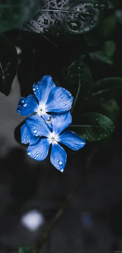 Красивые Цветы Обои на телефон синий цветок с каплями воды