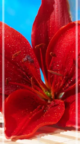 Красивые Цветы Обои на телефон крупный план красного перца