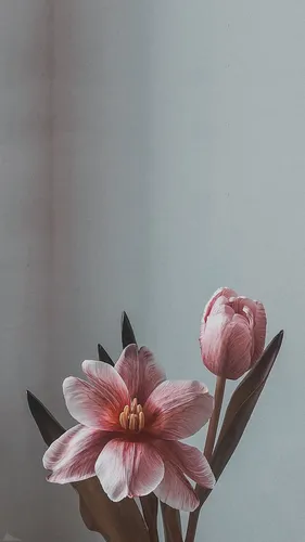 Красивые Цветы Обои на телефон группа розовых цветов