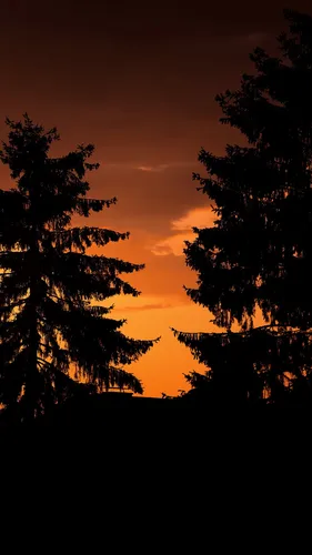 Ночь Обои на телефон силуэты деревьев на фоне заката