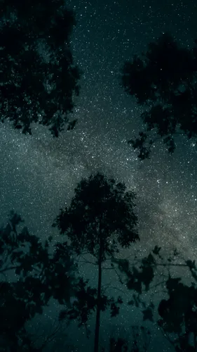 Ночь Обои на телефон деревья в заснеженном месте
