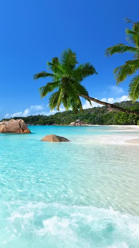 Море Обои на телефон тропический пляж с пальмами